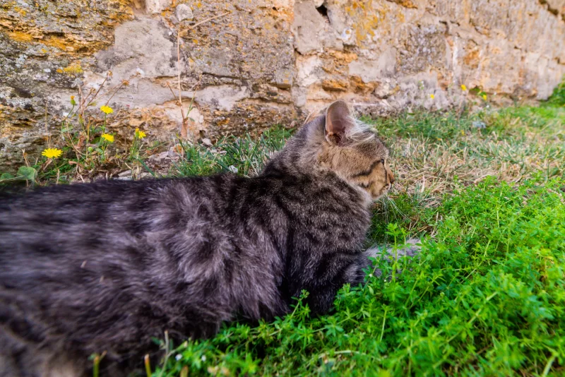 Fluffy cat in the grass against an old wall