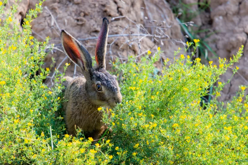 Wild brown hare with big ears in a grass