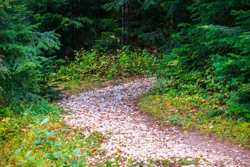 Forest path in Adygea