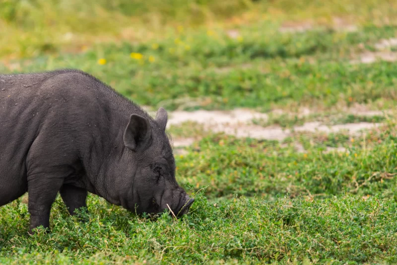 Вьетнамская вислобрюхая свинья