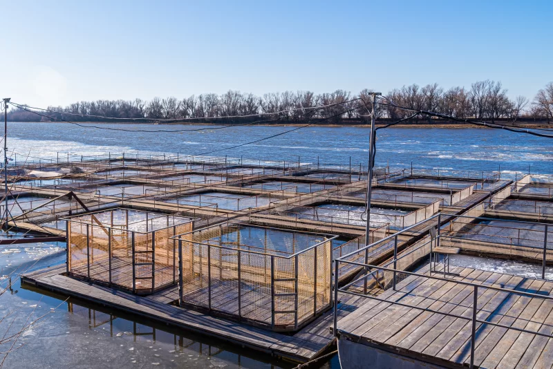 Садки для разведения рыбы в естественной реке