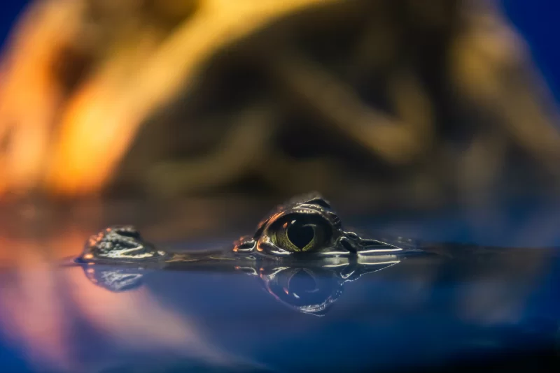 Глаз аллигатора в воде