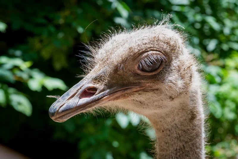 Крупный план головы страуса в естественной среде