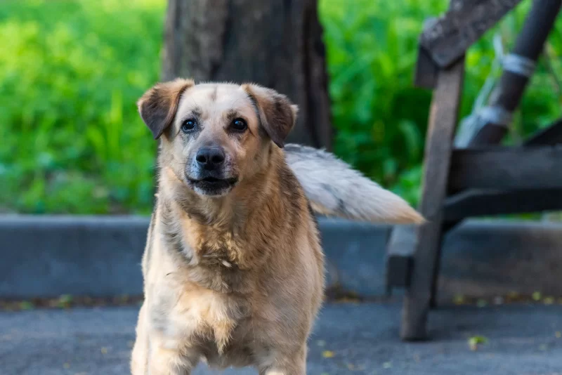 Уличный пёс в парке: взгляд, полный надежды и грусти