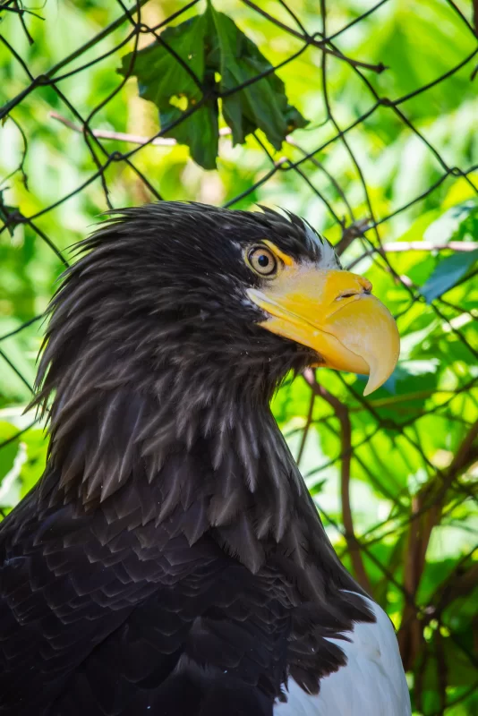 Портрет величественного орлана Берингии на фоне зелени