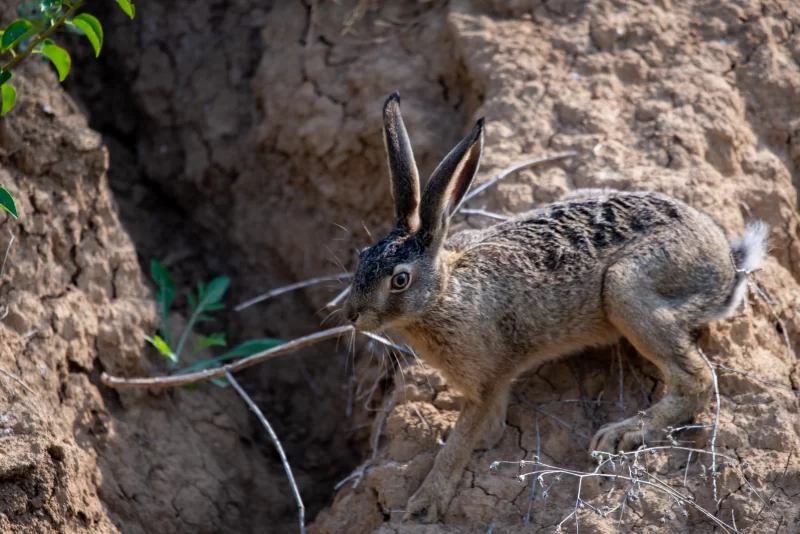 Заяц на склоне холма