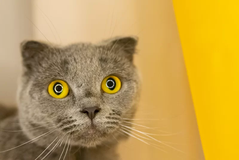 Scottish fold cat with big yellow eyes looking surprised