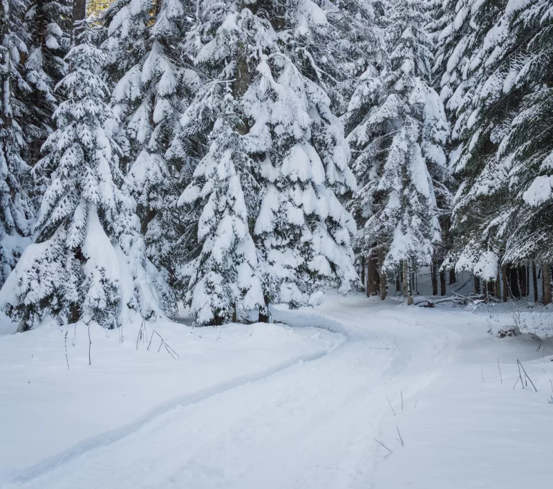 Winter forest: path in snow-covered spruces
