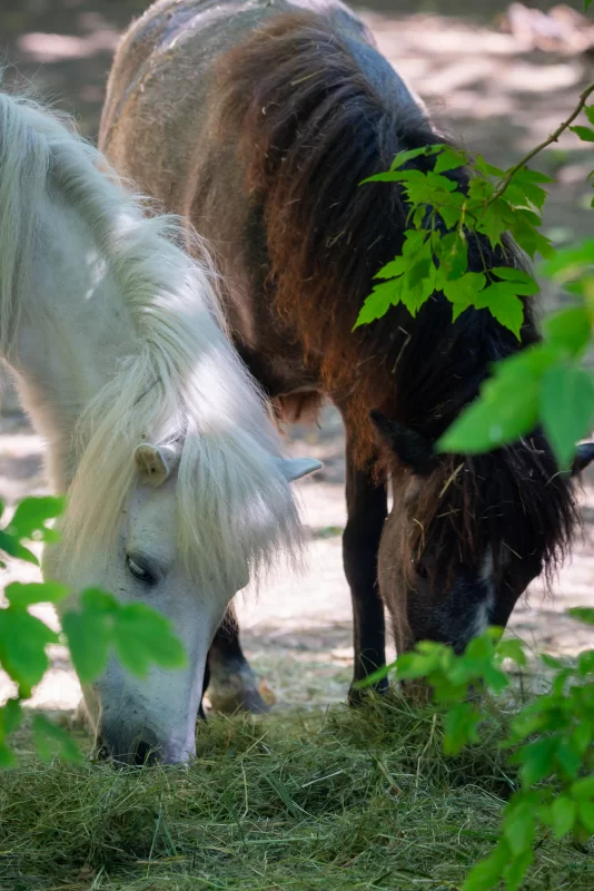 Two ponies, one white and one brown, grazing in a meadow eating hay