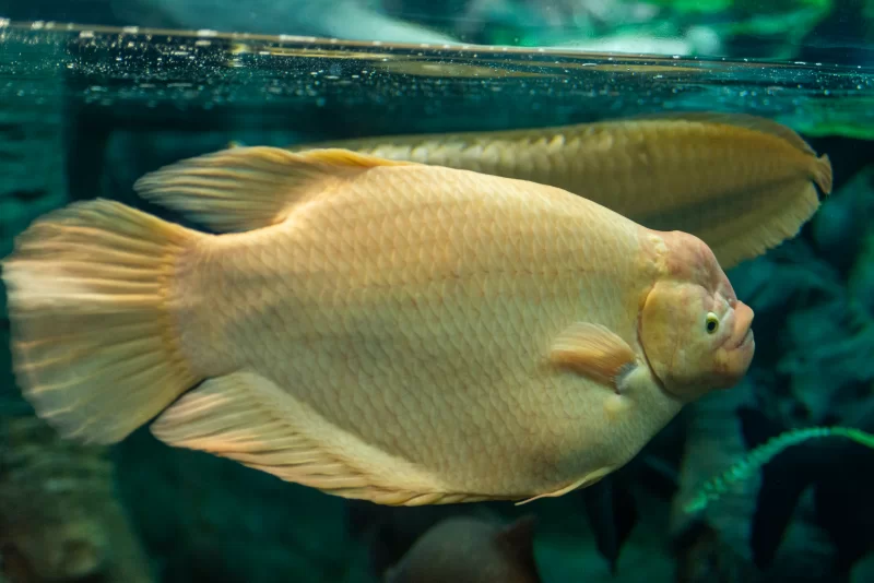 Close-up of a golden fish in an aquarium, swimming near the water surface