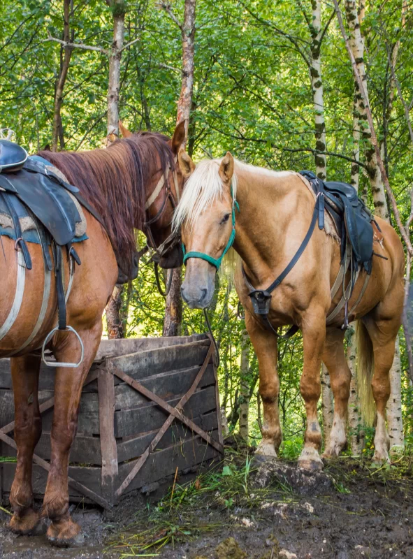 Two horses in the forest, ready for a ride