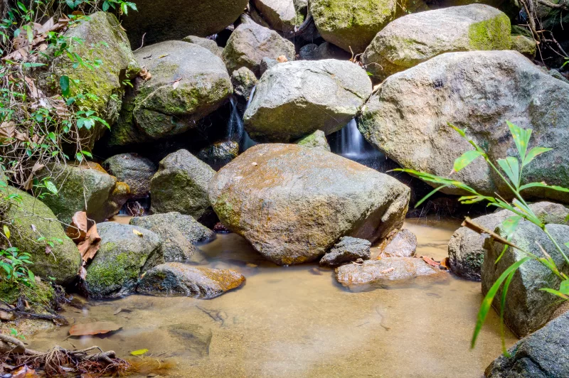 Bright jungle with river