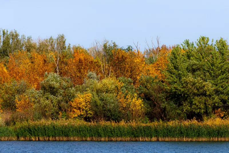 Деревья и речной тростник на берегу реки