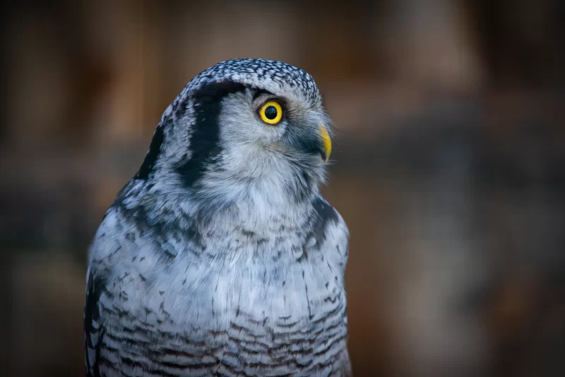 Portrait of a Northern Hawk Owl with Bright Yellow Eyes in its Natural Habitat