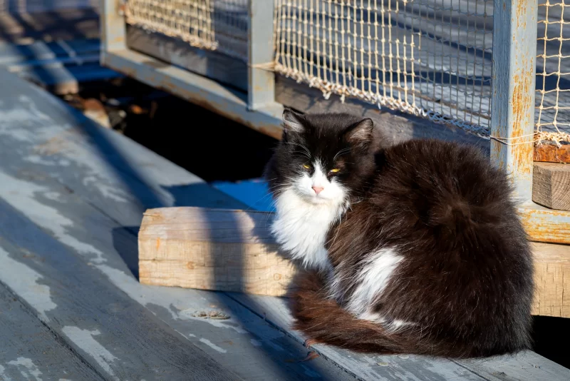 Черно-белый кот на деревянном настиле под лучами солнца