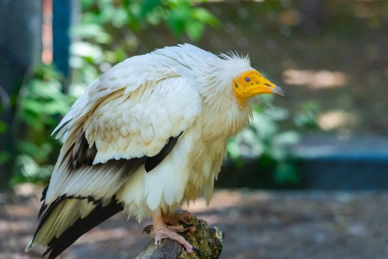 Египетский стервятник с ярким клювом на ветке