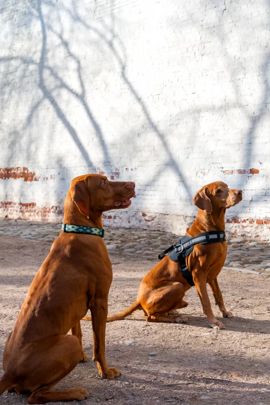 Два рыжих визлы сидят на фоне белой кирпичной стены с тенями деревьев