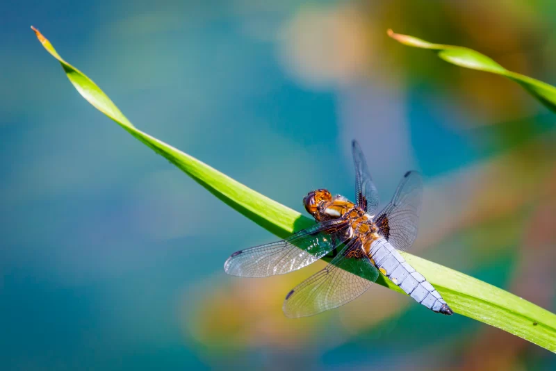 Стрекоза отдыхает на зеленом листе на фоне голубой воды