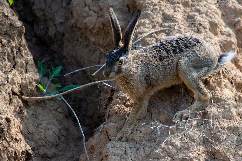 Бурый заяц или lepus europaeus на земле
