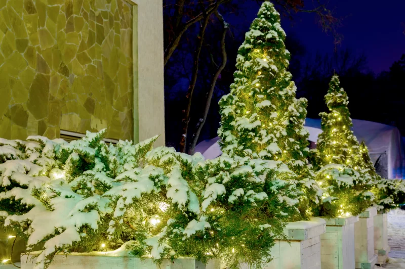 Небольшие туи, покрытые снегом в парке