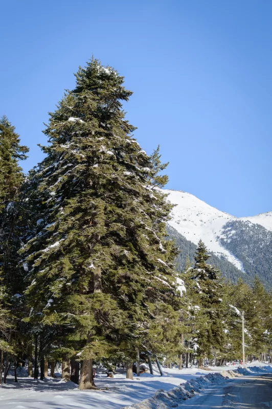 Величественные ели в зимнем горном пейзаже с заснеженной дорогой