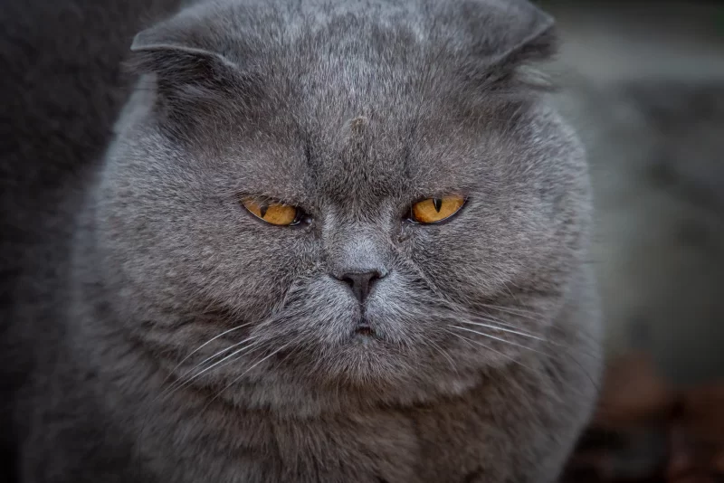Portrait of a thoughtful British Shorthair cat with piercing amber eyes