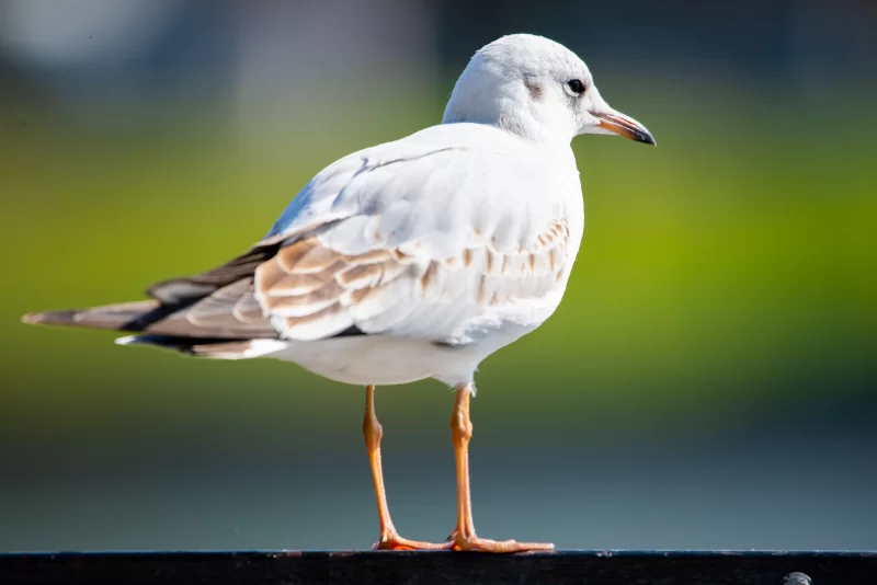 White seagull stands on a fence against a blurred green background