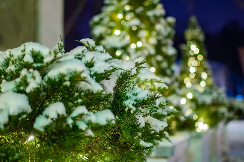 Небольшие туи, покрытые снегом в парке