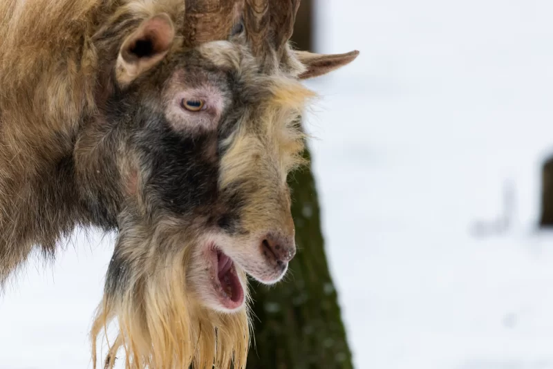 Крупный план козла с открытым ртом зимой