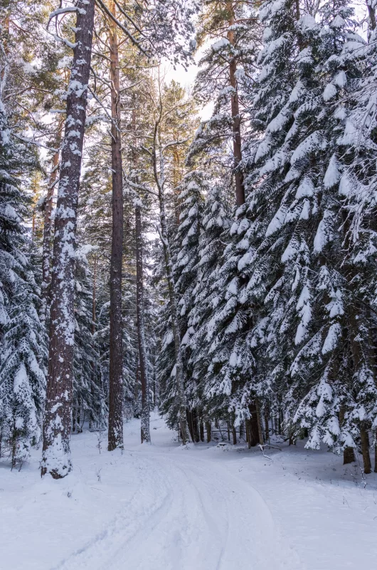 Winter forest: snowy path and pine trees