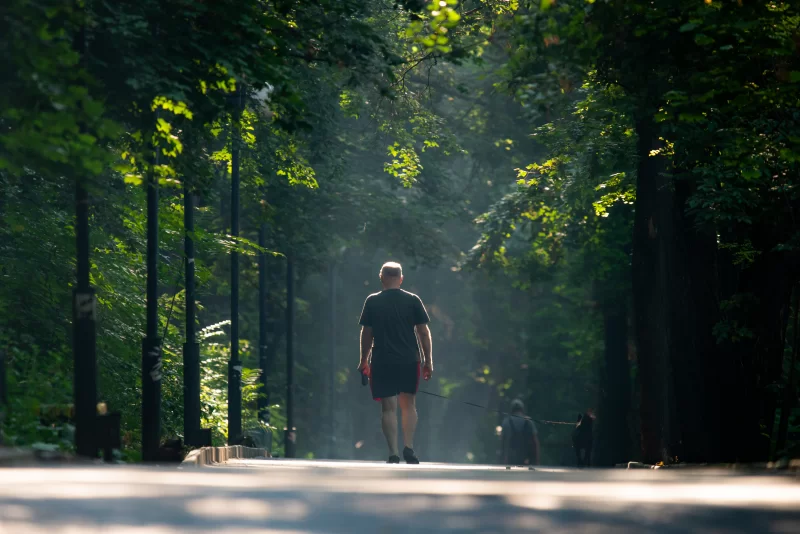 Пешеходная дорожка с зелеными деревьями