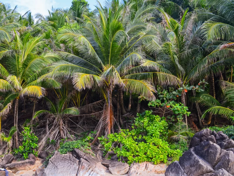 Fresh green palm tree leaves border