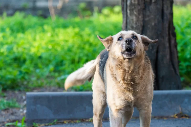 Одинокий пес лает на улице, ищет дом