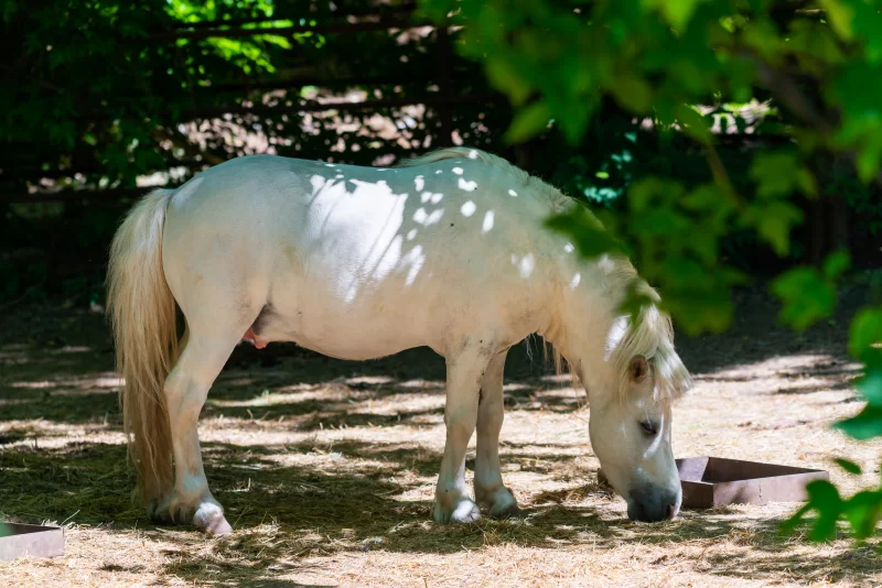 Белый конь пасётся в тени деревьев