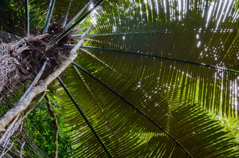 Fresh palm tree leaves