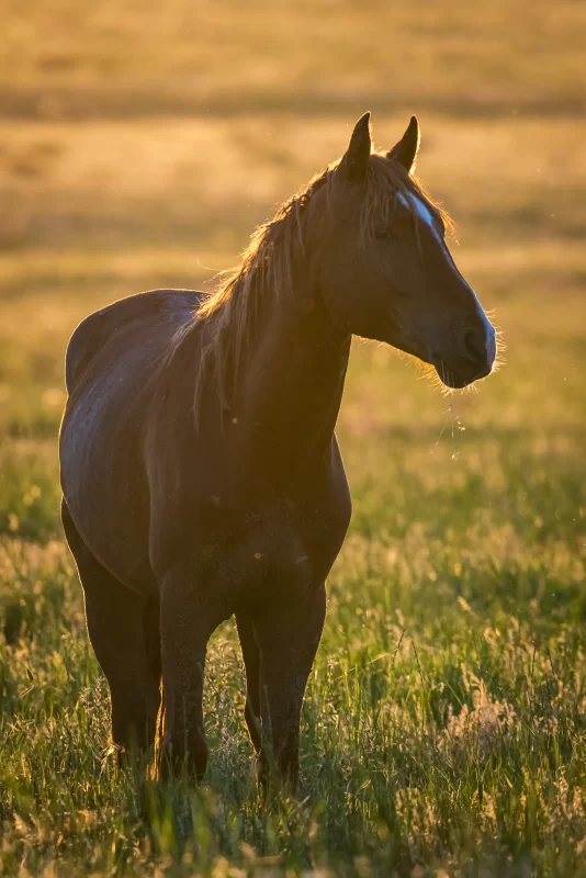 Graceful horse in golden sunset light in a field