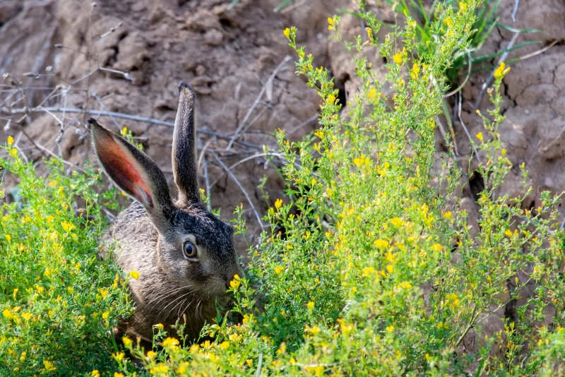 Hare in blooming herb thicket