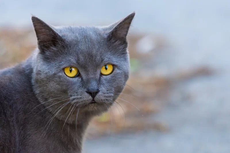 Portrait of a grey cat with bright yellow eyes