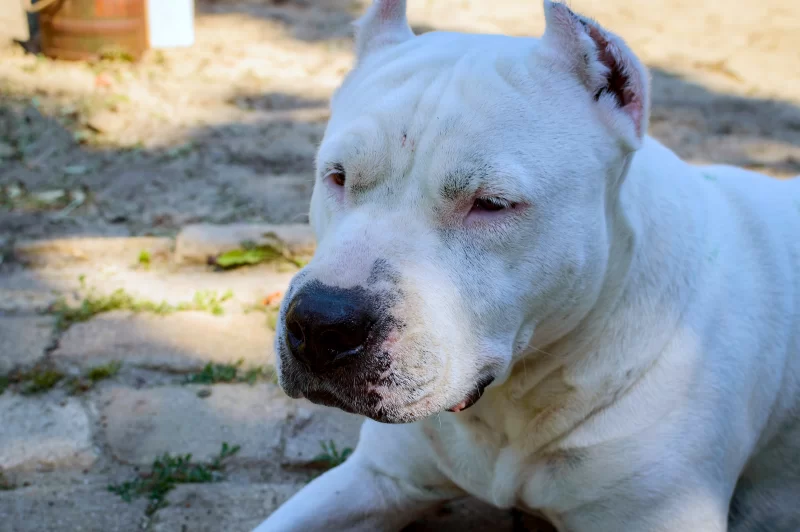 Портрет белого дога в саду: взгляд и мощь