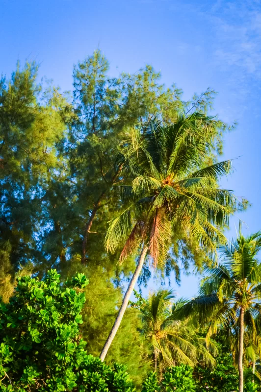 Coconut palm tree plant