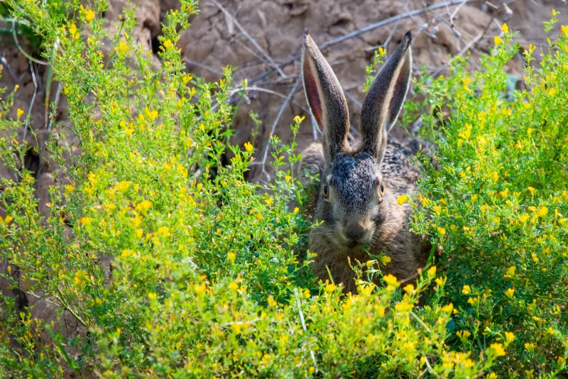 Заяц в поле желтых цветов