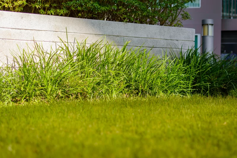 Зеленая трава в саду на газоне