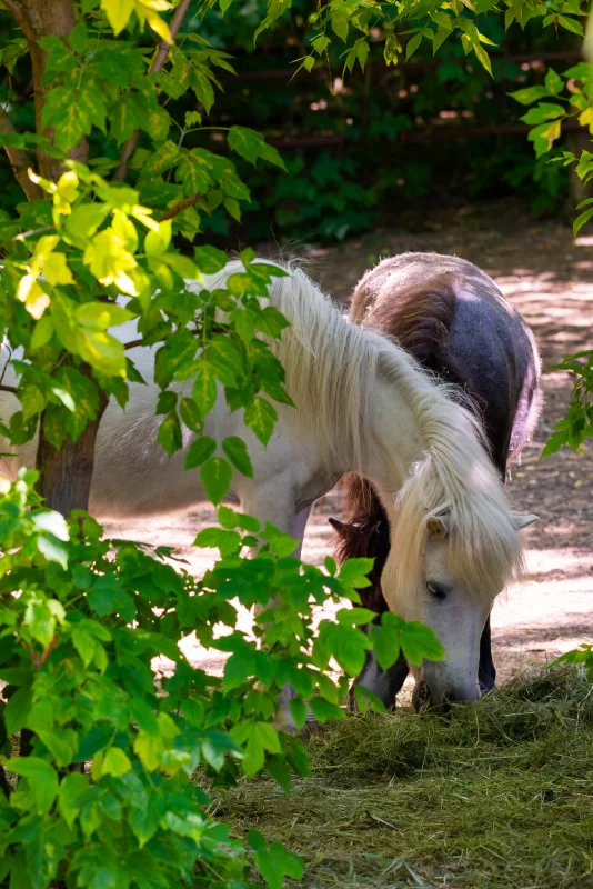 Два пони пасутся среди зелени, летний день