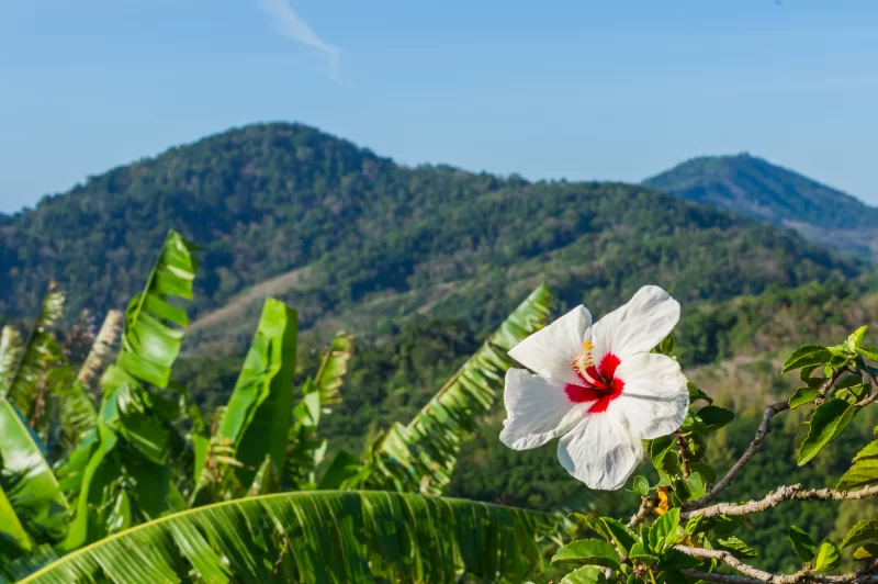 Panoramic view from the hill Big Buddha