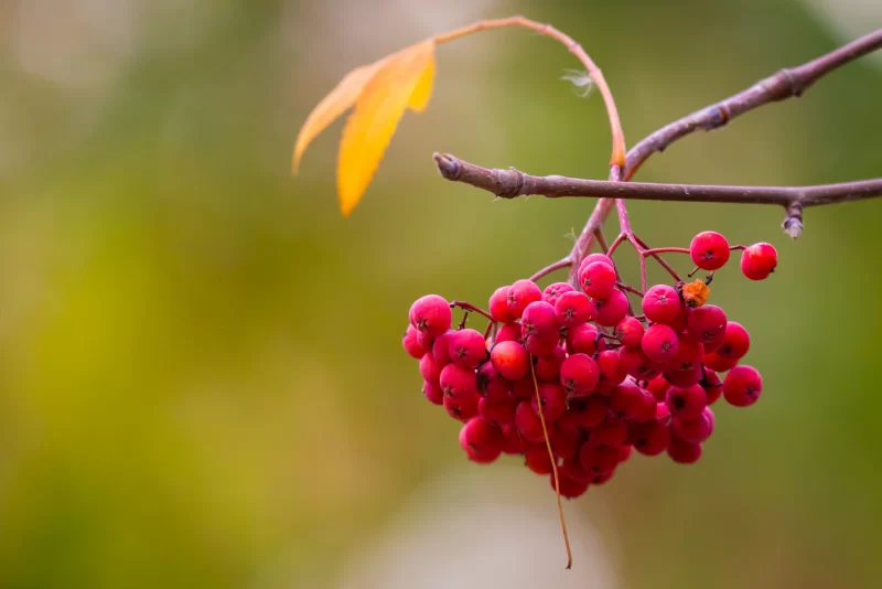 Rowan or Sorbus aucuparia on a branch of tree in autumn park