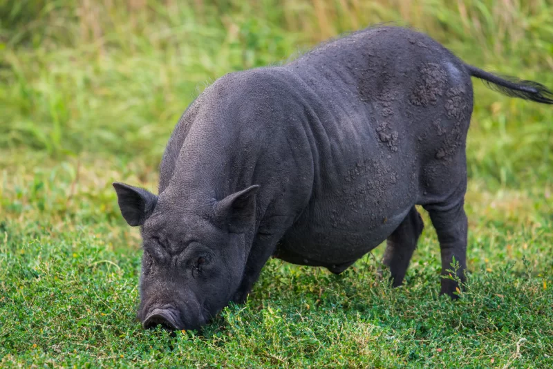 Черная свинья пасётся на траве
