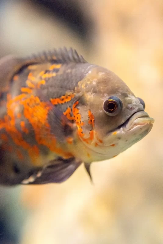 Крупный план головы астронотуса с яркими оранжевыми пятнами