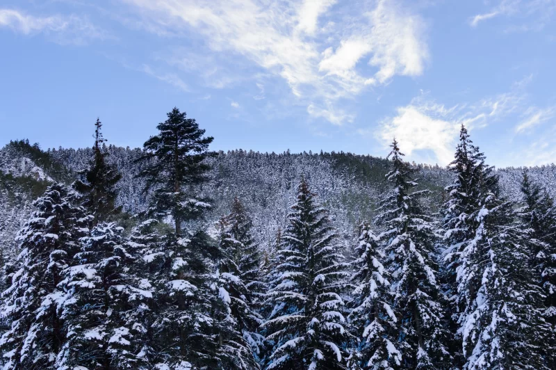 Снежные зимние горы с хвойным лесом