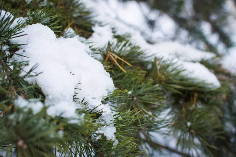 Pine branch in snow