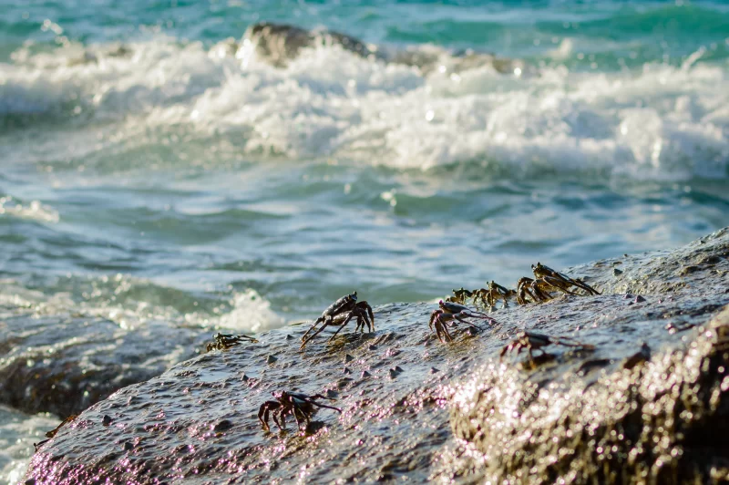 Crabs on a rock. Crabs have a sunbath on a rock